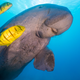 Stock photo of dugong with fish